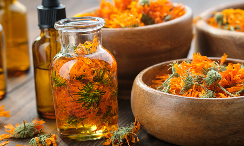 Capitules de calendula séchés dans des bols en bois et une bouteille en verre contenant un macérat en préparation.