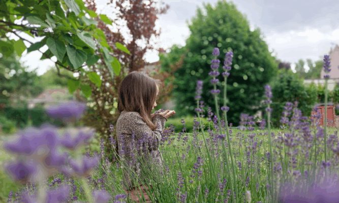 Petite fille tenant des fleurs de lavande dans ses mains, devant un massif de lavande flou en arrière-plan dans un grand jardin avec ciel du Nord.
